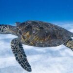 Dive Buddy. - Big aquatic turtle swimming in blue sea