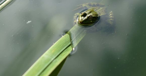 Underwater Filmmaking - Free stock photo of bull s eye, green frog