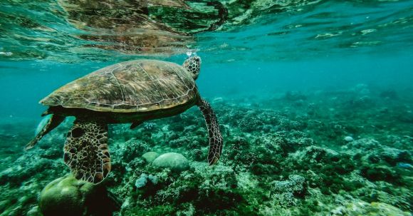 Marine - Photo of a Turtle Swimming Underwater