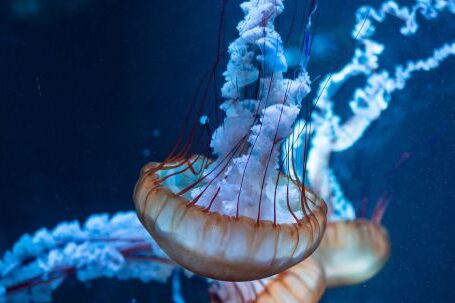Marine - Close Up Photo of Jellyfish Underwater