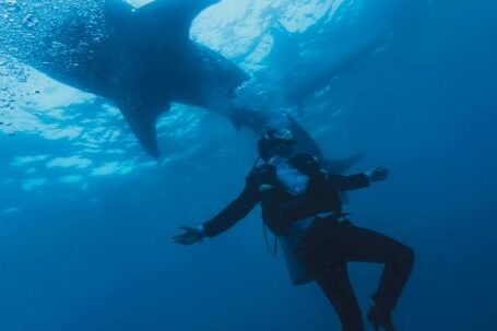 Scuba Tank - From below of anonymous diver in wetsuit and fins with oxygen tank swimming next to big shark underwater in ocean