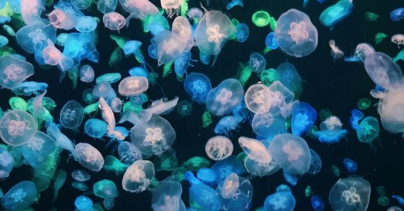 Underwater - Photo of Jellyfishes