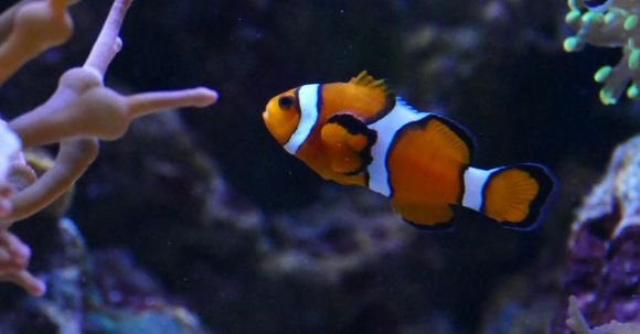 Underwater - Clown Fish In An Aquarium