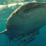 Underwater - Whaleshark